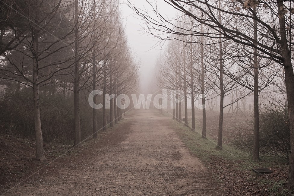 안개,새벽,여명,공원,인천,풍경,자연,풍경,nature,landscape,식물,plants,나무,trees,wood,weather,날씨,outdoors,옥외