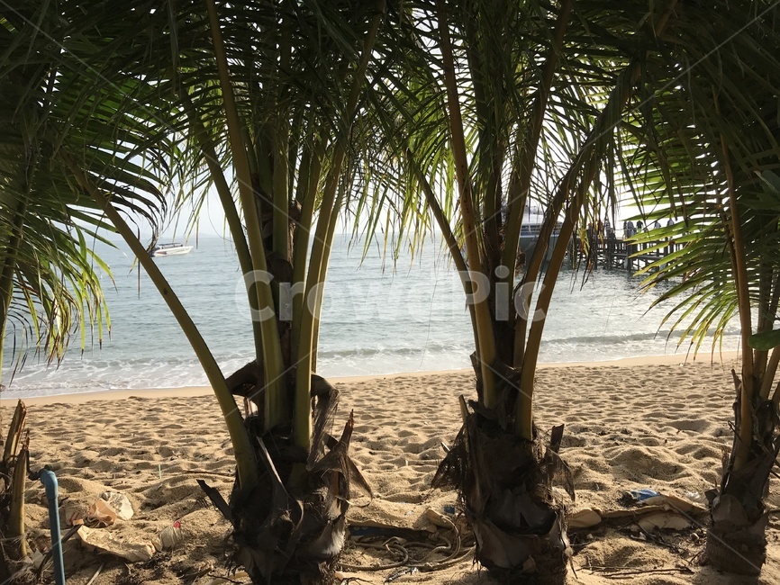 야자수,야자나무,해안가,휴양지,동남아,plant,tree,summer