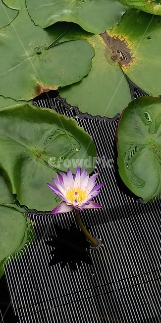 plant,식물,연꽃,lotus,수련,연잎,waterlily,그림자,반사,식물,자연,plants,nature,꽃,flower