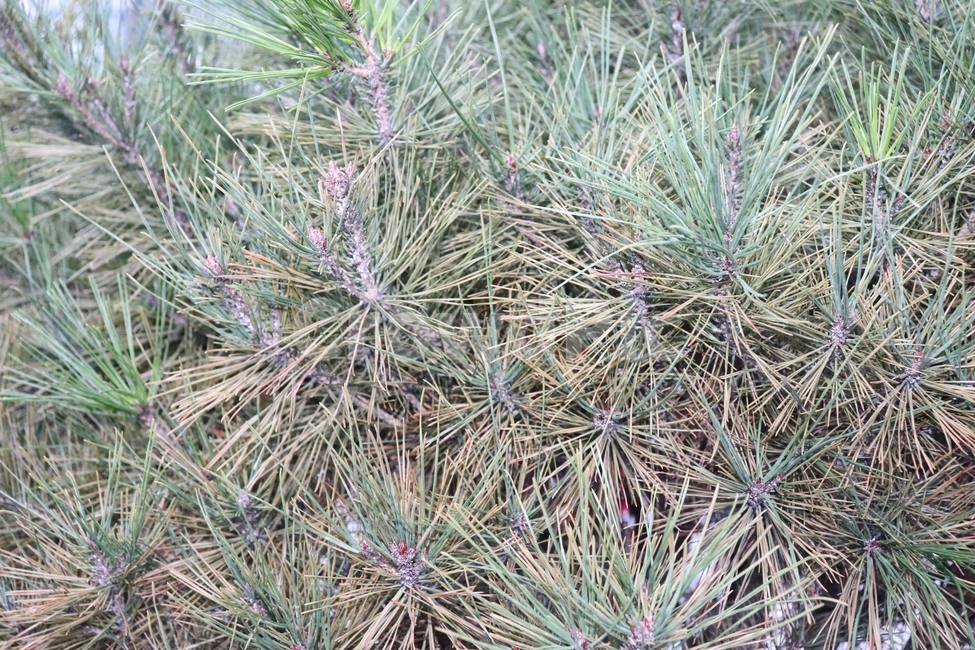 소나무,솔잎,확대,겨울,자연,식물,자연,plants,nature