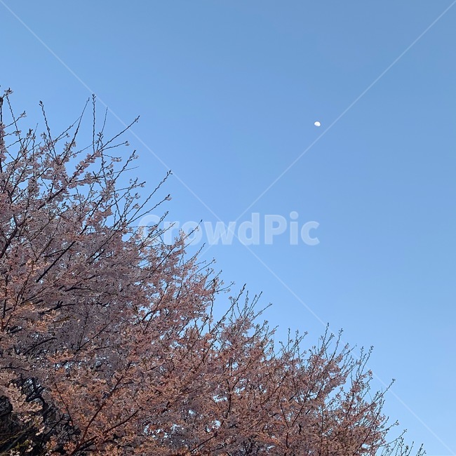벚꽃,봄,달,오후,하늘,감성,sky,flower,spring,afternoon,moon
