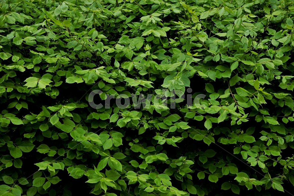 봄,식물,잎,새잎,녹색,freshgreen,newgreenleaves,newleaves