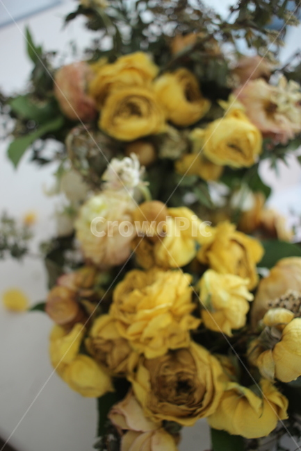 plant,식물,꽃,드라이플라워,장미,rose,flower,꽃다발,노란장미,yellowrose