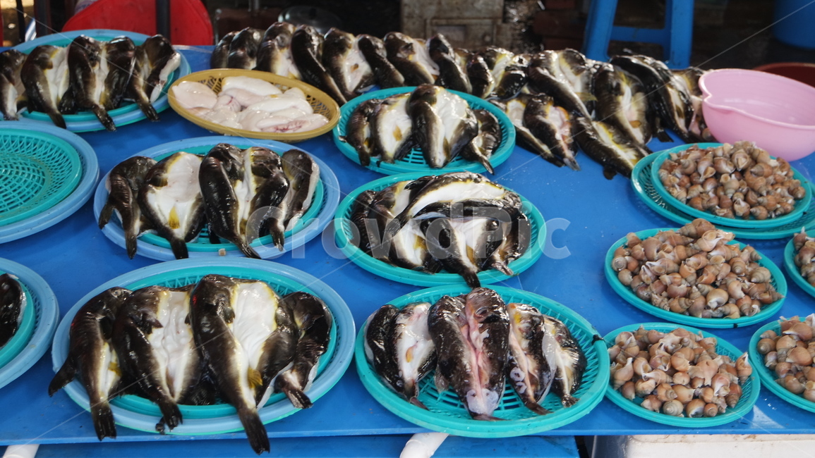 복어,어류,생선,수산물,해산물,시장,마트,마켓,market,mart,market place,음식,식재료,요리,food,cook,meal,dishes,food reserves,수산물,해산물,fishery products,seafood