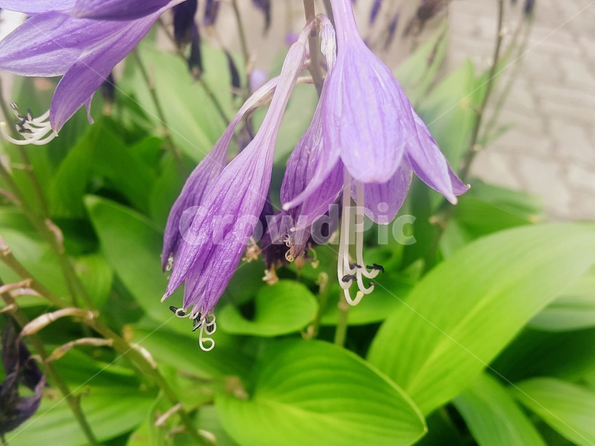 꽃,여름,계절,보라색,컬러,flower,violet,season,summer
