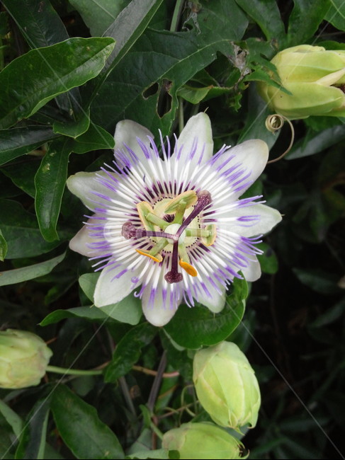 꽃,나무,자연,몽오리,시계,식물,자연,plants,nature,꽃,flower