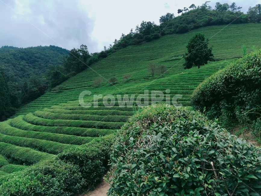 녹차밭,고지대,산,차밭,녹차,보성,초록색,푸르른,여름,수확,tea,자연,nature