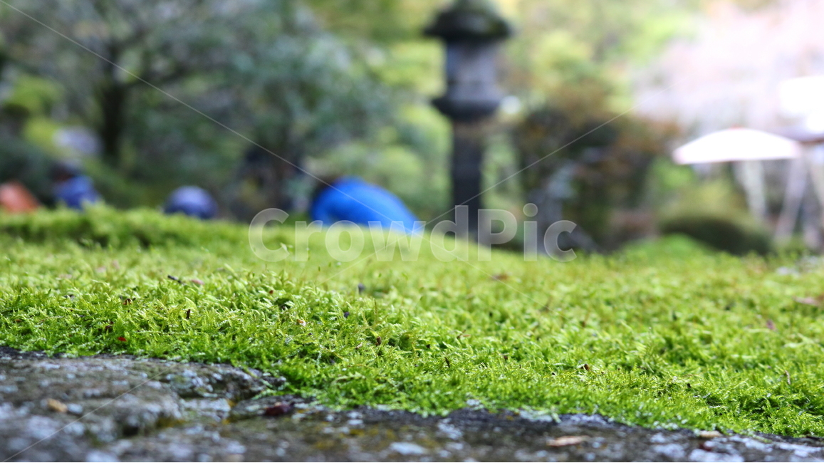 이끼,식물,자연,나무이끼,매태,녹전,선태,태선,식물,자연,plants,nature