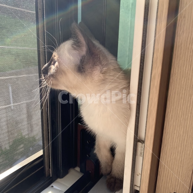 동물,고양이,반려묘,귀여워,샴