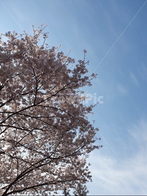 벛꽃,꽃,나무,하늘,구름,봄,봄,계절,spring,season,plant,식물