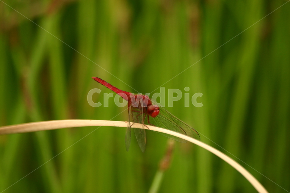 잠자리,dragonfly,곤충,insect,macro,fly,nature,green,bug,leaf,wings,closeup,animal,wildlife,damselfly,closeup,fauna,eyes,blue,summer,detail,insects,grass,garden,wing,wild,close,동물,animal,곤충,벌레,insect,bug