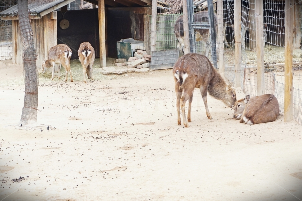 동물,초식,포유류,사슴,animal,grazing,nature,동물보호,동물원,park,animalpark,동물,animal,포유류,mammal