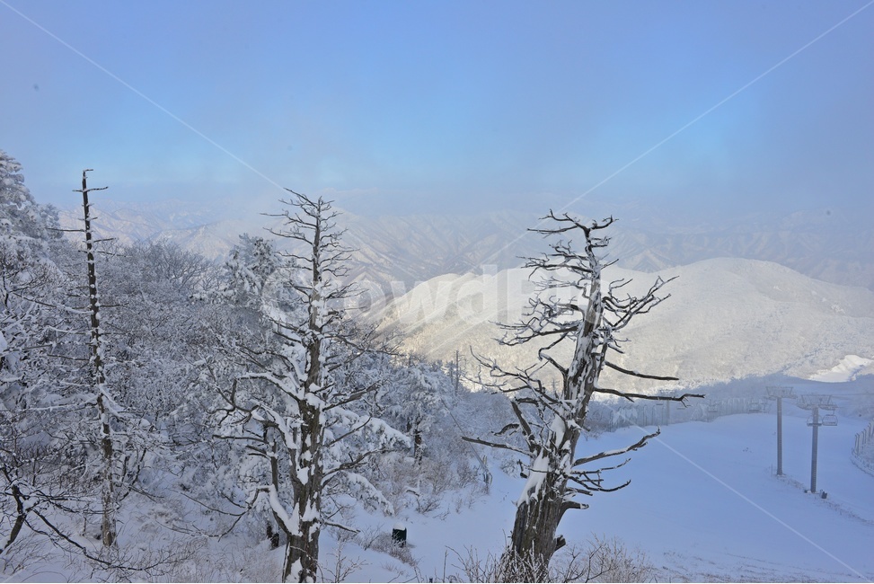 plant,식물,tree,나무,fir,전나무,architecture,건축물,building,건물,person,사람,human,인간,무주,덕유산,덕유산설경,상고대,겨울,설천봉,outdoors,옥외,nature,자연,ice,빙,snow,눈