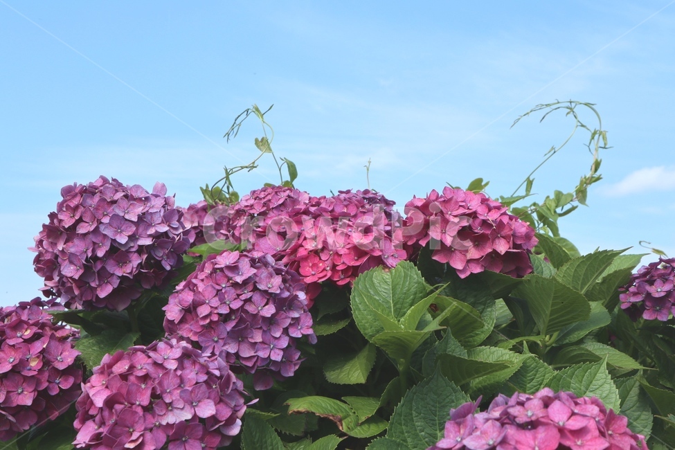 수국,여름,꽃,flower,hydrangea,feelingofcolor,하늘,sky,감성,summer,season,초여름,자연,nature