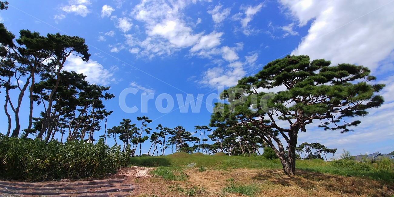 소나무,솔숲,솔밭,절경,명소,조선소나무,적송,자연풍경,자연,자연,풍경,nature,landscape,ground,바닥,tree,나무,plant,식물