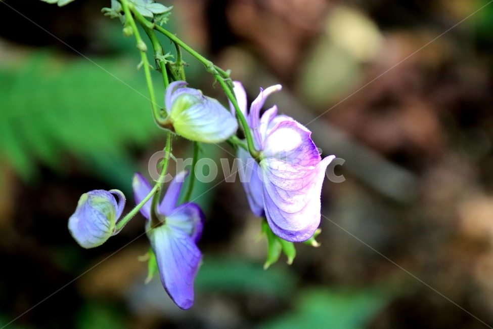 식물,투구꽃,맹독식물,파란색,여름,식물,자연,plants,nature,꽃,flower