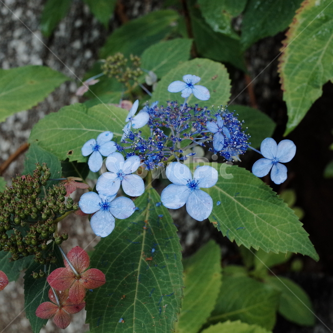 꽃,꽃밭,자연,식물,향기,감성,계절,봄,한국꽃,색채,색감,flower,flowers,plants,nature,beautiful,spring,식물,자연,plants,nature,꽃,flower