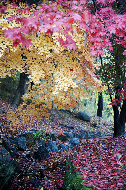 단풍,단풍나무,가을,빨강,노랑,비,비오는,가을,계절,fall,autumn,season,tree,나무,plant,식물,leaf,잎,tree trunk,나무 줄기