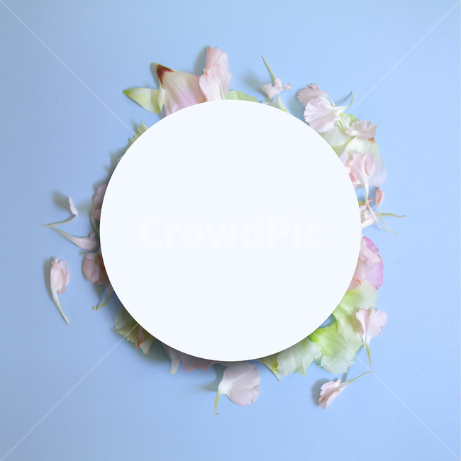 백그라운드,식물,자연,계절,봄,꽃,배경,배경이미지,내추럴,flower,nature,flora,background,꽃잎,프레임