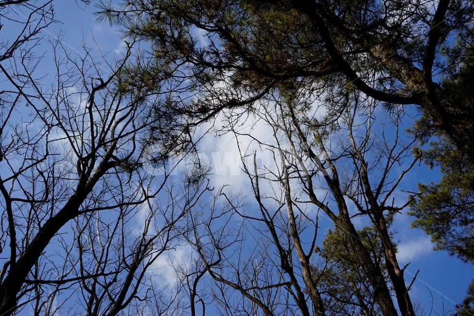 나무,겨울,계절,하늘,실루엣,자연,추위,가지,마른가지,잔가지,굵은가지,하늘배경,식물,마른잎,숲,분위기,감성,겨울나무,쓸쓸함,외로움,고요,나뭇가지,풍경,나무,trees,wood