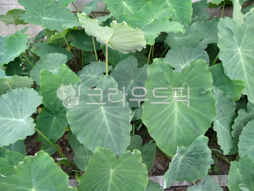 토란,토란잎,토란농사,토란재배,농작물,채소
