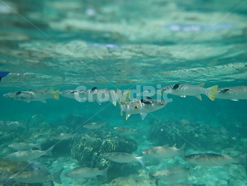 snorkeling,스노쿨링,일본,japan,오키나와,okinawa,물고기,fish,바다,sea