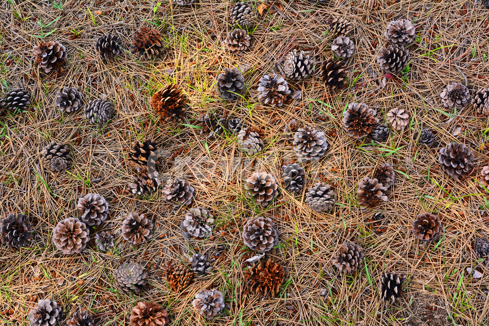 솔방울,열매,소나무,나무열매,씨앗,식물,파인트리,pinecone,땅,대지,바닥,지면,솔잎,결실,바탕,배경,백그라운드,outdoor,seed,패턴,plant,땅바닥,야외,옥외,자연,natural,가을배경,과일,열매,fruit