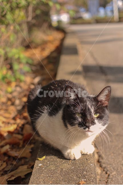 동물,고양이,길냥이,cat,animal,동물,animal,포유류,mammal,고양이,cat,kitten,kitty