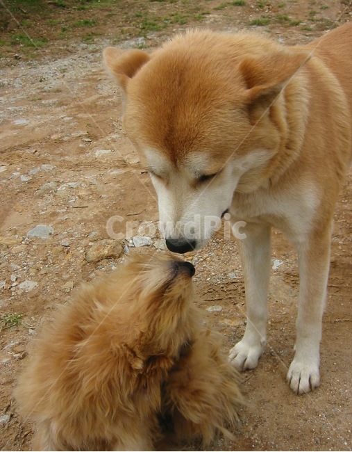강아지,개,교감,뽀뽀,사랑,인사,애정,동물,animal,포유류,mammal