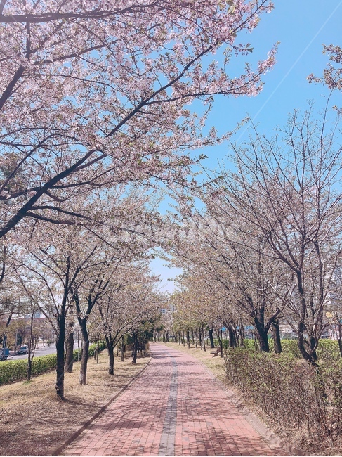 벚꽃,벚꽃나무,공원,산책,봄,벚꽃잎,꽃,분홍꽃,식물,봄날,식물,자연,plants,nature,꽃,flower