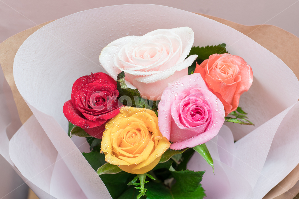식물,꽃,꽃부케,blossom,flower,rose,장미,꽃다발,기념일,축하,anniversary,congratulation,celebrate,celebration