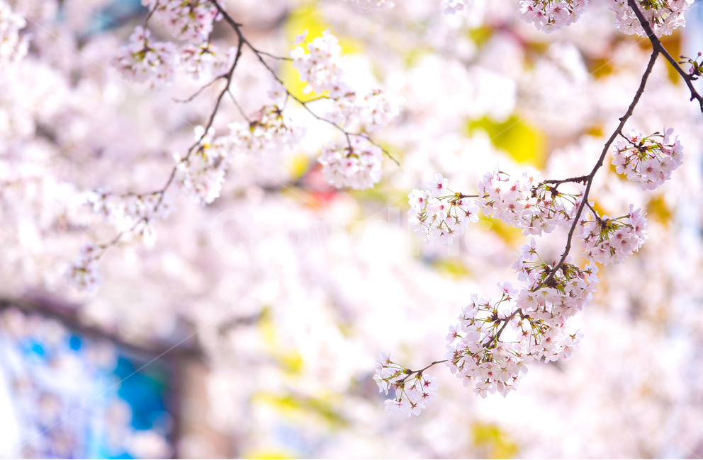 벚꽃,봄,srpingcherryblossom,꽃,계절,springseason,식물,자연,plantsnatureflower,봄,계절,spring,season,식물,자연,plants,nature,꽃,flower,감성,sensible,feeling,plant,blossom,cherry blossom
