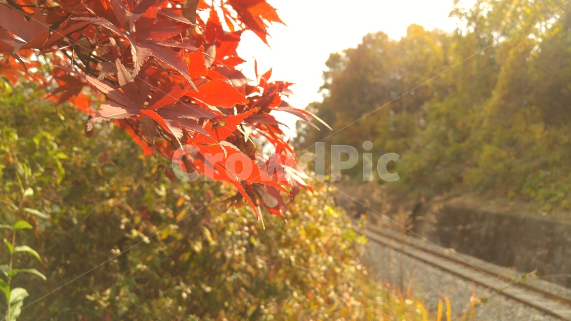 가을,단풍,기찻길,철로,철길,가을,계절,fall,autumn,season,plant,식물,leaf,잎,tree,나무,maple