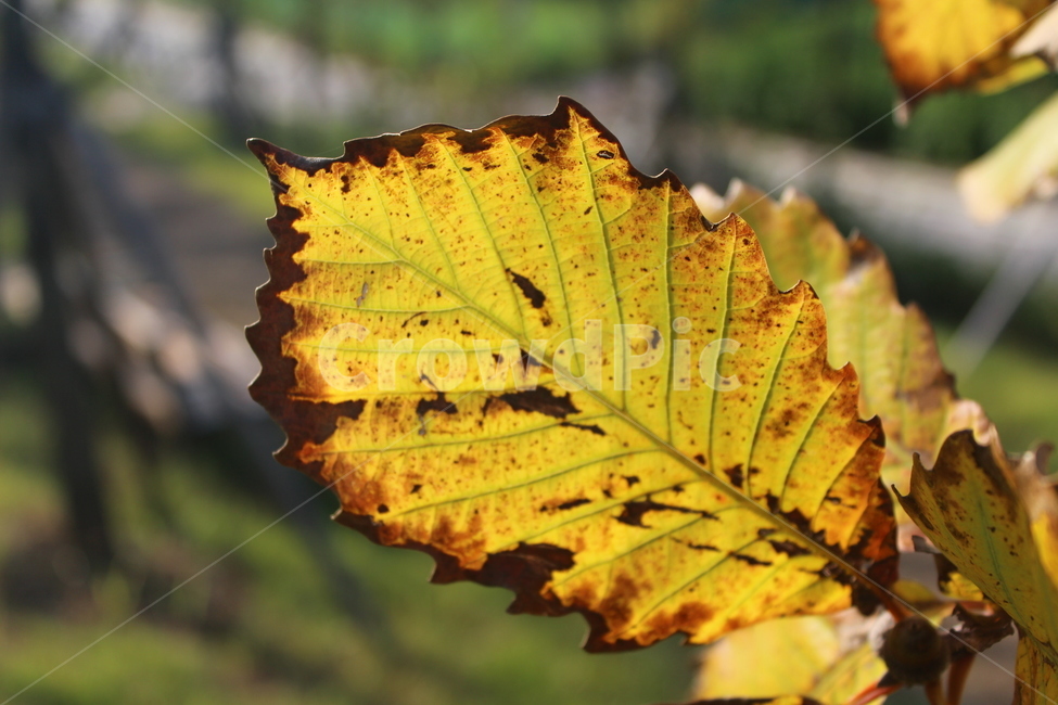 leaf,잎,plant,식물,떡갈나무잎,가을,계절,fall,autumn,season,식물,자연,plants,nature,veins,정맥,fungus,진균류