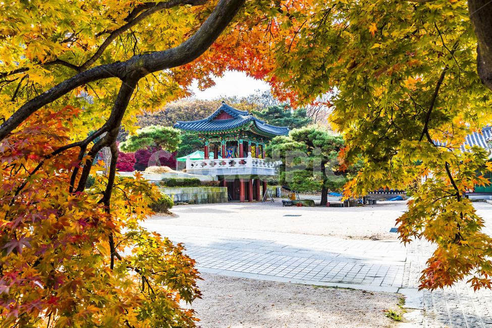가을,계절,자연,감성,단풍,사찰,보광사,낙엽,나무,plant,tree,서정,가을낭만,식물,잎,maple,가을,계절,fall,autumn,season