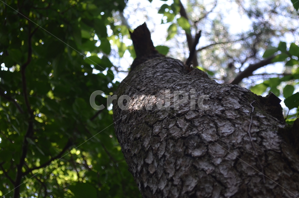 나무,tree,plant,식물,나무줄기,식물,자연,plants,nature,나무,trees,wood