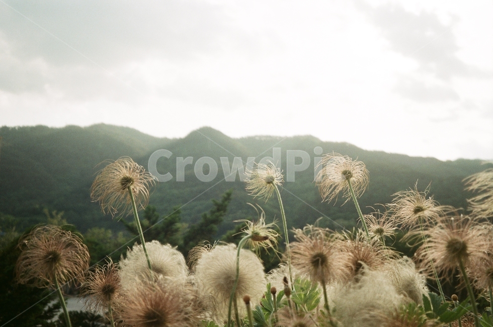 산,꽃,할미꽃,등산,풍경