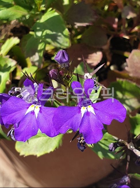 로벨리아,보라꽃,보라색,야생화,들꽃,봄꽃