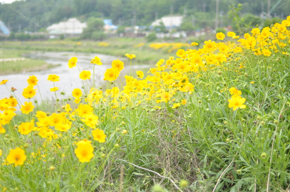 꽃,노랑,풍경,봄풍경,봄,봄,계절,spring,season,식물,자연,plants,nature,꽃,flower,grassland,목초지,field,들,outdoors,옥외,rural,농촌,farm,농장,meadow