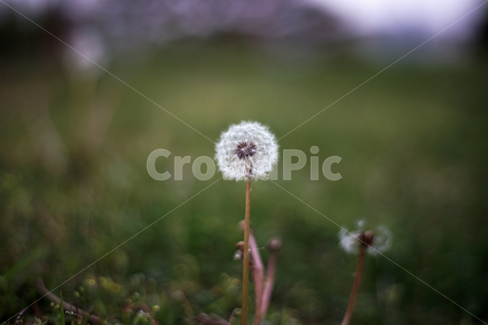 민들레,식물,홀씨,봄,여름,식물,자연,plants,nature,꽃,flower,감성,sensible,feeling