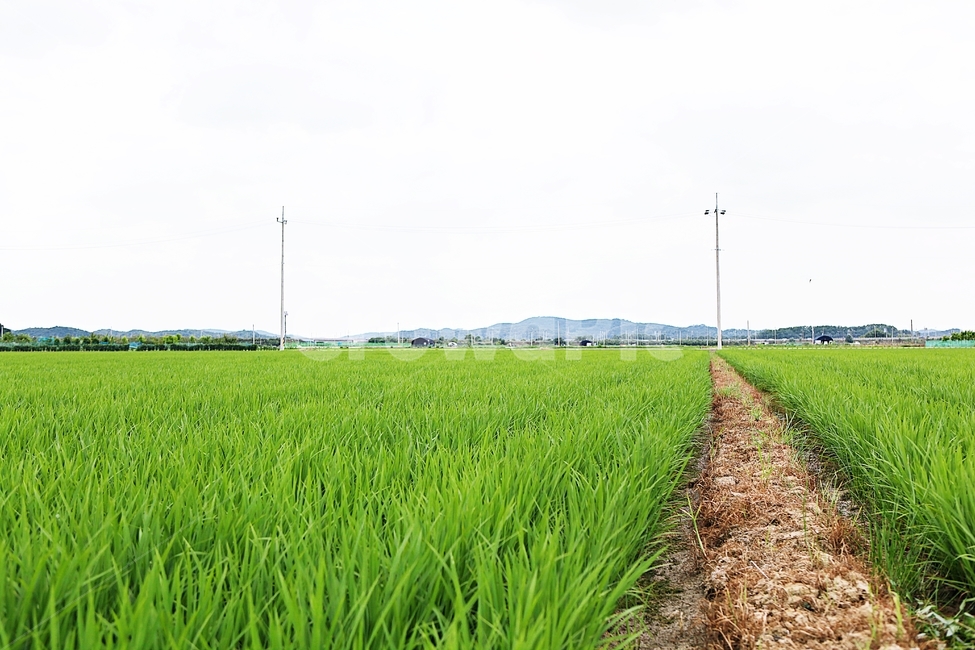 벼,논,농사,쌀,자연,풍경,자연,풍경,nature,landscape,한국자연풍경,한국자연경관,korea nature landscape,시골,마을,country,rural,town,field,들,grassland,목초지,outdoors,옥외,paddy field,패디 필드