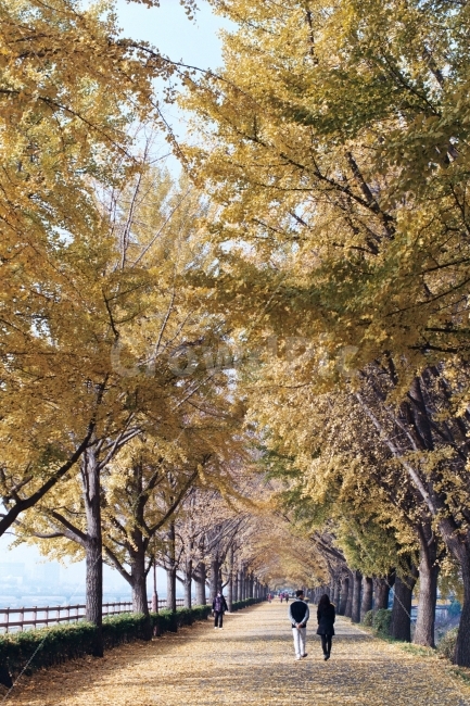 아산,은행나무길,일상,스냅,필름,FM2,KodakColorPlus200,자연,풍경,nature,landscape,가을,계절,fall,autumn,season,사람,인물,인간,human,person,연인,커플,사랑,lover,couple,tree,나무,plant,식물,tree trunk,나무 줄기