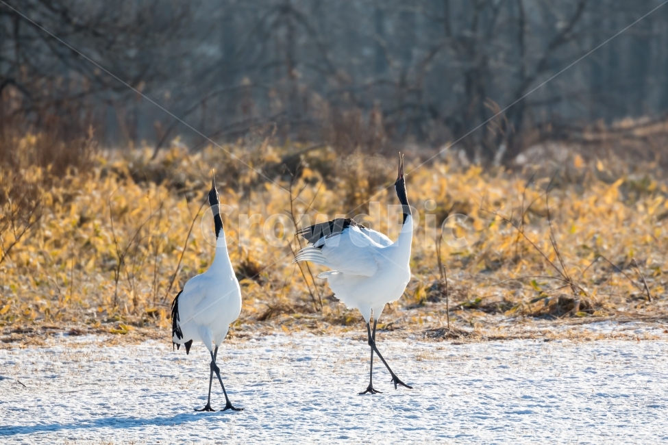 두루미,조류,풍경,자연,두루미가족,짝,겨울,계절,winter,season,동물,animal,조류,새,birds