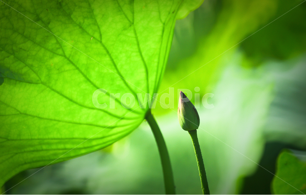 관곡지,연꽃,연잎,연못,식물,식물,자연,plants,nature