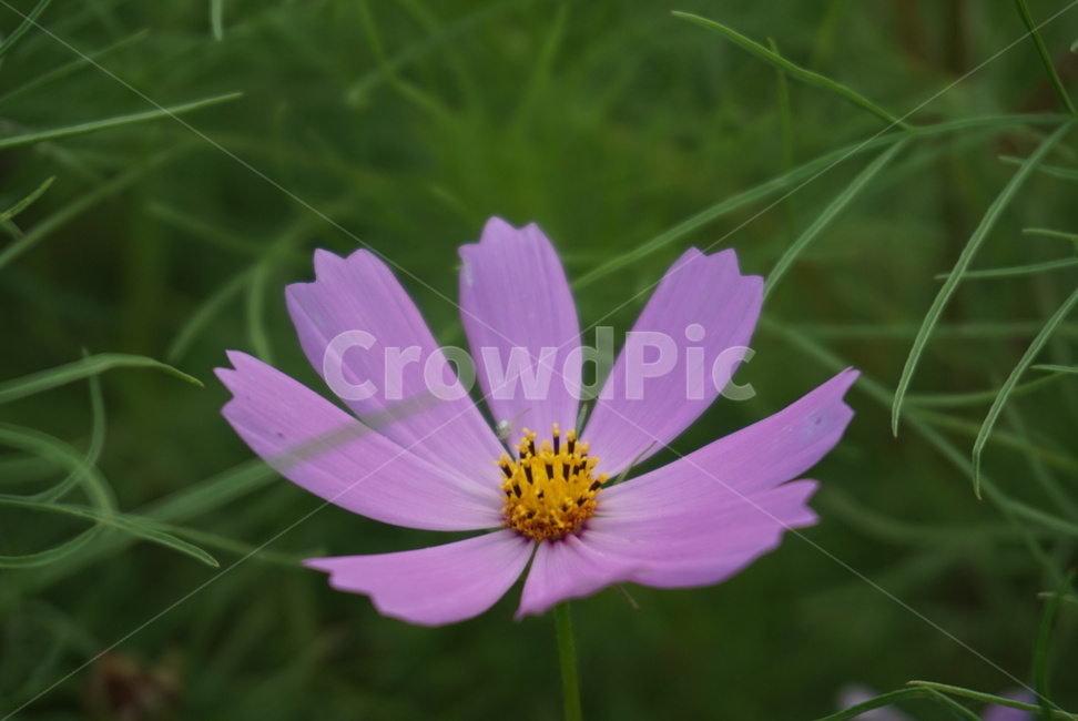 식물,꽃,코스모스,flower,cosmos,plant,가을
