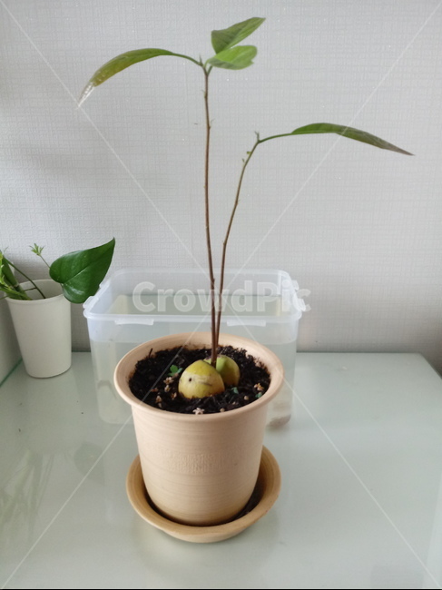 아보카도,아보카도씨,아보카도씨앗발아,아보카도싹,아보카도나무