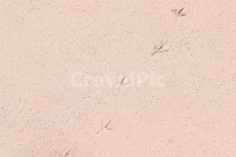 발,발자국,새,새발,새발자국,foot,footpoint,bird,birdfoot,birdfootpoint