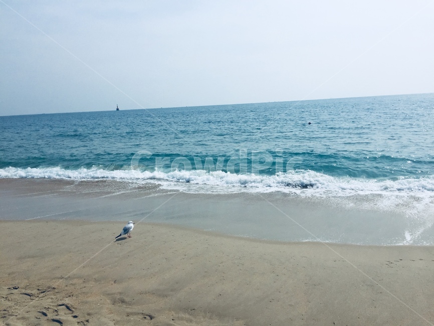 고요함,고독함,기러기,하늘,경계,자연,풍경,nature,landscape,해변,바다,beach,sea,outdoors,옥외,ocean,대양,water,물,shoreline,해안선,바닷가,coast,연안,animal,동물,bird,새