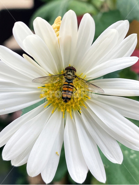 plant,식물,화분,flower,꽃,곤충,bee,daisy,꿀벌,blossom,국화,흰색국화,가을꽃