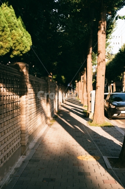 골목,빛,해질녘,그림자,나무사이,인도,가로수길,필름,노을녘,노을,식물,자연,plants,nature,나무,trees,wood